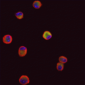 Purified Anti-LPLA2 Antibody - Echelon Biosciences