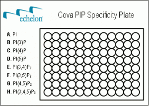 Hy-Pip Cova PIP Specificity Plate - Echelon Biosciences