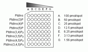 PIP Array - Lipid-Protein Interaction Assay - Echelon Biosciences
