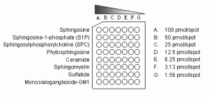 Sphingo Arrays - Echelon Biosciences