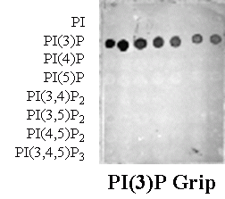 PI(3)P Grip (p40 PX) - Echelon Biosciences