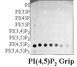 PI(4,5)P2 Grip (PLC-d1-PH) - Echelon Biosciences