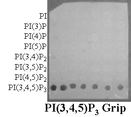 PI(3,4,5)P3 Grip (Grp1-PH) - Echelon Biosciences