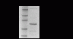 High Mobility Group Box 1 (HMGB1) protein - Echelon Biosciences