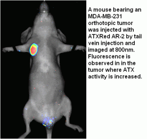 ATX-Red AR-2, in vivo autotaxin probe - Echelon Biosciences