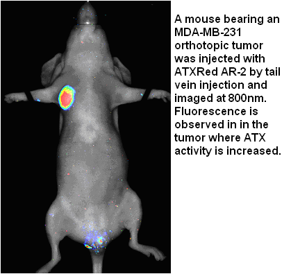 ATX-Red AR-2, in vivo autotaxin probe - Echelon Biosciences