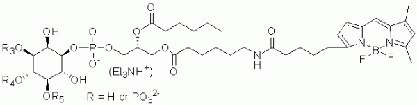 BODIPY labeled PIPs - Echelon Biosciences
