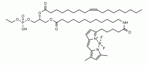 BODIPY-FL Phosphatidylethanol (BODIPY-FL PEth) - Echelon Biosciences
