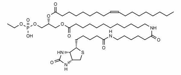 Biotin-Phosphatidylethanol (12:0/18:1) - Echelon Biosciences