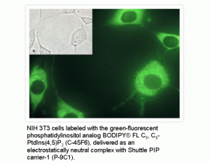 Shuttle PIP Kit, fluorescent PtdIns(4)P