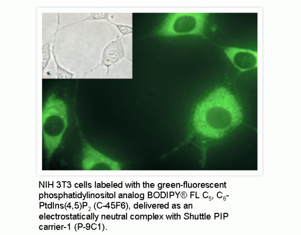 Shuttle PIP Kit, fluorescent PtdIns(4)P