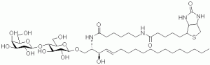 Biotin-Lactosylceramide - Echelon Biosciences