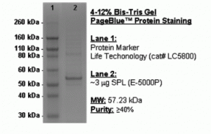 Sphingosine 1-Phosphate Lyase, active - Echelon Biosciences