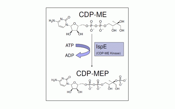 CDP-ME Kinase (IspE) - Echelon Biosciences