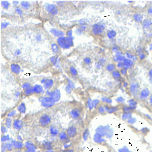 Collagen Hybridizing Peptide - Biotin conjugate (CHP) - - Echelon Biosciences