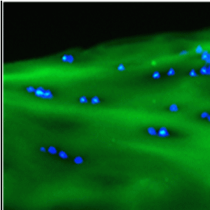 Collagen Hybridizing Peptide - Fluorescein Conjugate (3Helix) - - Echelon Biosciences