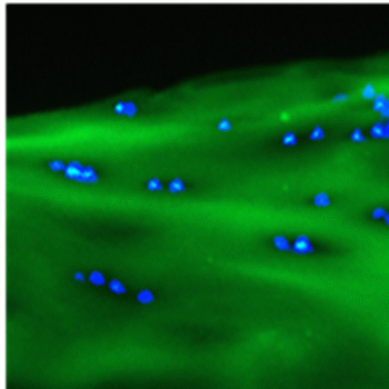 Collagen Hybridizing Peptide - Fluorescein Conjugate (3Helix) - - Echelon Biosciences