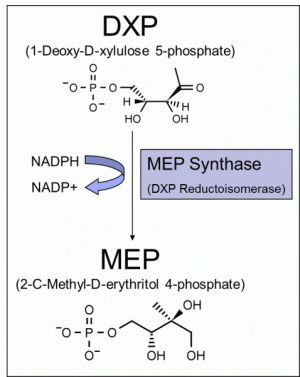 MEP Synthase (DXR), active - Echelon Biosciences