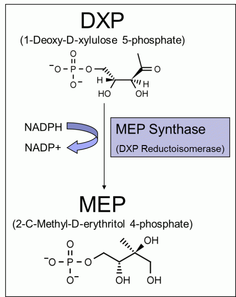 MEP Synthase (DXR), active - Echelon Biosciences