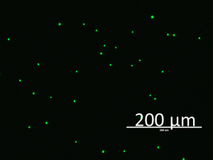 PC Lipid Microparticles - Echelon Biosciences