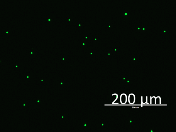 PC Lipid Microparticles - Echelon Biosciences