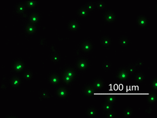 PS Lipid Microparticles - Echelon Biosciences