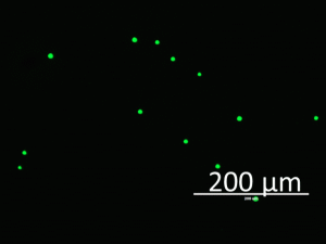 Phosphatidylcholine / Phosphatidylserine - Echelon Biosciences