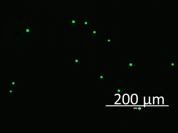 Phosphatidylcholine / Phosphatidylserine - Echelon Biosciences
