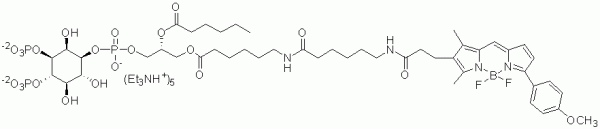 BODIPY TMR PI(3,4)P2 - Echelon Biosciences