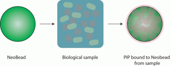 NeoBeads - PIP Purification System - Echelon Biosciences