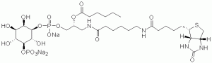 GloPIPs Biotin-PI(5)P - Echelon Biosciences