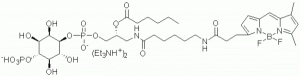 GloPIPs BODIPY FL-PI(4)P - Echelon Biosciences