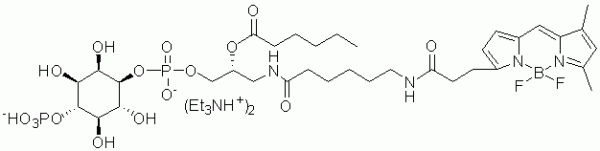 GloPIPs BODIPY FL-PI(4)P - Echelon Biosciences
