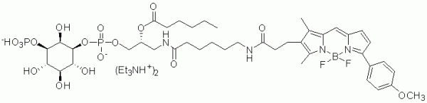 GloPIPs BODIPY TMR PI(3)P - Echelon Biosciences