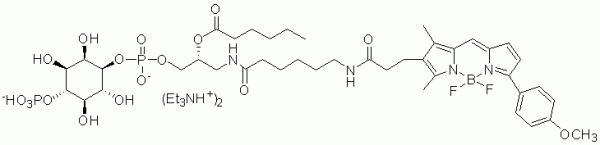GloPIPs BODIPY TMR PI(4)P - Echelon Biosciences