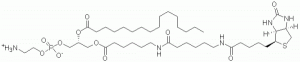 Biotin-Phosphatidylethanolamine - Echelon Biosciences