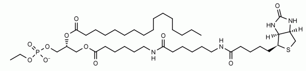 Biotin-Phosphatidylethanol (6:0/16:0) - Echelon Biosciences