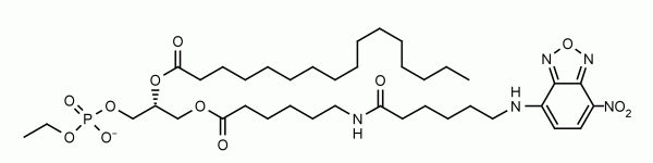 NBD-Phosphatidylethanol (NBD-PEth) - Echelon Biosciences