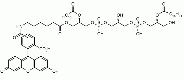 Fluorescein Monolysocardiolipin - Echelon Biosciences
