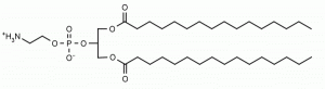 1,3-Dipalmitoyl-sn-glycero-3-phosphoethanolamine (1,3-DPPE) - Echelon Biosciences