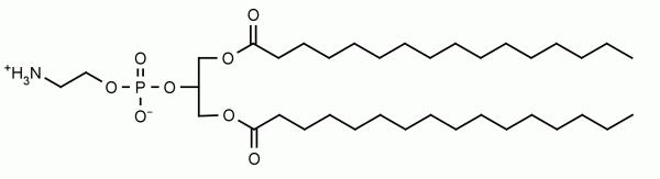 1,3-Dipalmitoyl-sn-glycero-3-phosphoethanolamine (1,3-DPPE) - Echelon Biosciences