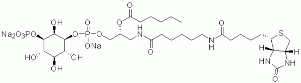 GloPIPs Biotin-PI(3)P - Echelon Biosciences
