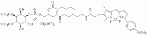 GloPIPs BODIPY TMR-PI(3,4)P2 - Echelon Biosciences