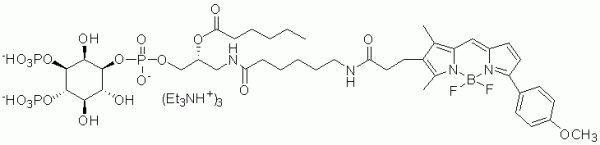 GloPIPs BODIPY TMR-PI(3,4)P2 - Echelon Biosciences
