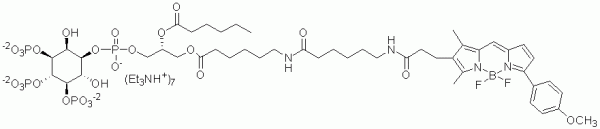 BODIPY TMR PI(3,4,5)P3 - Echelon Biosciences