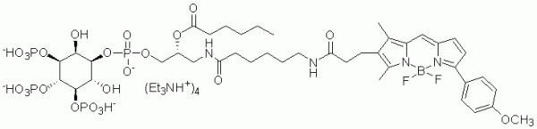 GloPIPs BODIPY TMR-PI(3,4,5)P3 - Echelon Biosciences