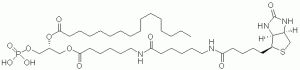 Biotin-Phosphatidic Acid - Echelon Biosciences