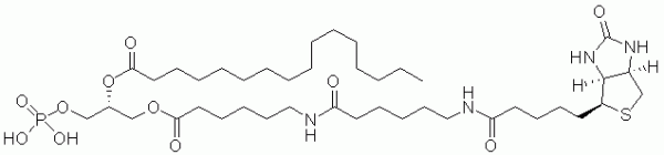 Biotin-Phosphatidic Acid - Echelon Biosciences