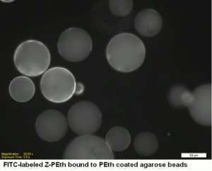 Z-PETH, phosphatidylethanol antibody - Echelon Biosciences