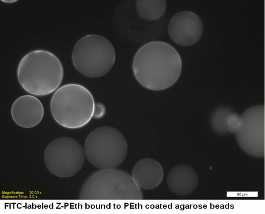 Z-PETH, phosphatidylethanol antibody - Echelon Biosciences